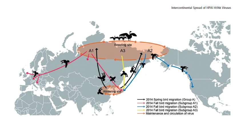 Geneza epidemii HPAI H5N1, H5N2 i