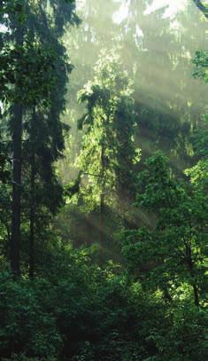A PO ZDROWIE ZAJRZYJ TEŻ NA ZDROWIE! SOBOTA NA ŁONIE NATURY Dzień warto zacząć od spaceru nordic walking po Lesie Łagiewnickim jednym z największych lasów w granicach miasta w Europie.