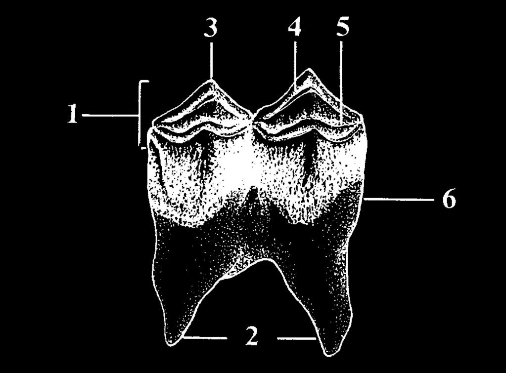 Pierwszy ząb trzonowy (M1) zwierzyny płowej: 1 powierzchnia żująca, 2 korzenie,