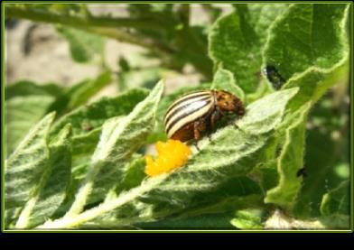 Pierwsze chrząszcze wychodzą na pole w okresie późnej wiosny. Zbiega się to z okresem kwitnienia lilaka pospolitego (bez), żarnowca miotlastego czy jarzębiny pospolitej.