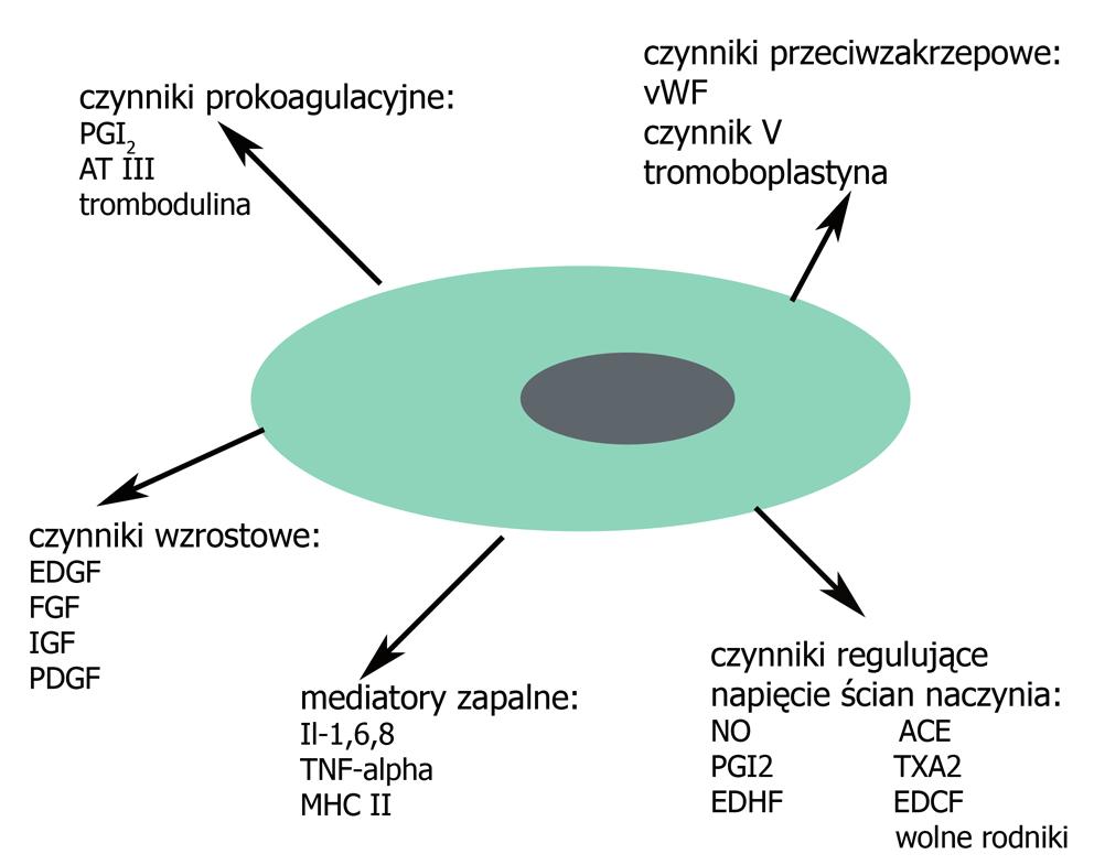 Znaczenie jonów wapnia w śródbłonku naczyń Beata Drabarek Dorota Dymkowska Pracownia Metabolizmu Komórki, Instytut Biologii Doświadczalnej im.