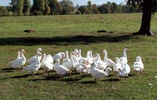 Hodowli i Biologii