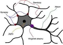 Układy sterowania oparte na sieciach neuronowych Sztuczna sieć neuronowa jest zbudowana z pojedynczych neuronów, z