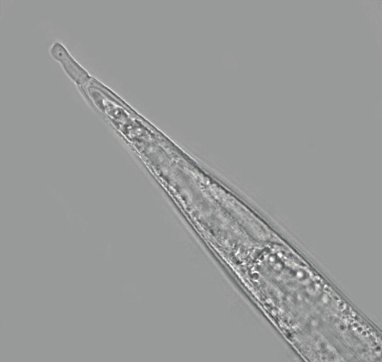 hapla z punktowaniem oskórka w okolicy odbytu (fot. Renata Dobosz) Fig. 4. Perineal pattern of M. hapla female with cuticular punctations in tail terminus area (phot. Renata Dobosz) Rys. 3. Samice M.