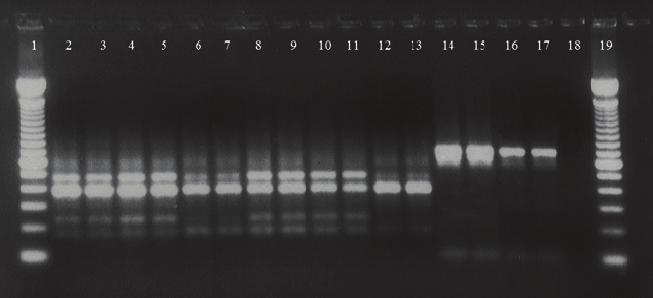 hapla; 32, 33 kontrola pozytywna M. chitwoodi; 34, 35 kontrola pozytywna M. fallax; 36 kontrola negatywna PCR. Oczekiwany produkt reakcji PCR- SCAR dla M. chitwoodi wynosi ~800 pz, dla M.