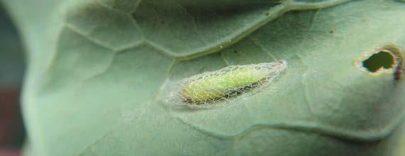 Tantniś krzyżowiaczek (Plutella maculipennis) W roku 2016 wystąpił gradacyjnie i plantatorzy ponieśli wysokie koszty na ochronę warzyw kapustnych.