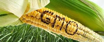 WNIOSKI DOTYCZĄCE NAJBARDZIEJ PRAWDOPODOBNYCH USTALEŃ KOŃCOWEJ WERSJI TTIP (2): 4. KWESTIA GMO. Wartą uwagi kwestią jest również zagadnienie związane z żywnością modyfikowaną genetycznie.