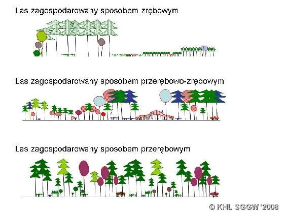 Wpływ na las: Długi okres odnowienia = zróżnicowana struktura wiekowa, ale cięcia po całym lesie