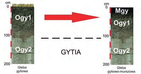 Torfowiska niskie użytkowane ekstensywnie jako łąki obniżają się średnio o 1 cm/rok. W przypadku łąk użytkowanych intensywnie wartość ta dochodzi nawet do 1,5 cm / rok ( Karczewska 2008 ).