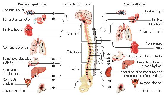 Emocje mają podłoże neurobiologiczne Reakcja autonomicznego układu nerwowego przygotowuje organizm do działania: układ sympatyczny emocje nieprzyjemne układ parasympatyczny emocje przyjemne oba