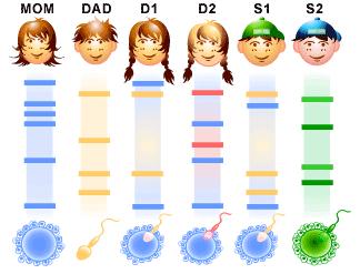 Zastosowanie enzymów w diagnostyce chorób genetycznych Analiza polimorfizmu DNA RFLP restriction fragment length polymorphism. Różnice w dłg.