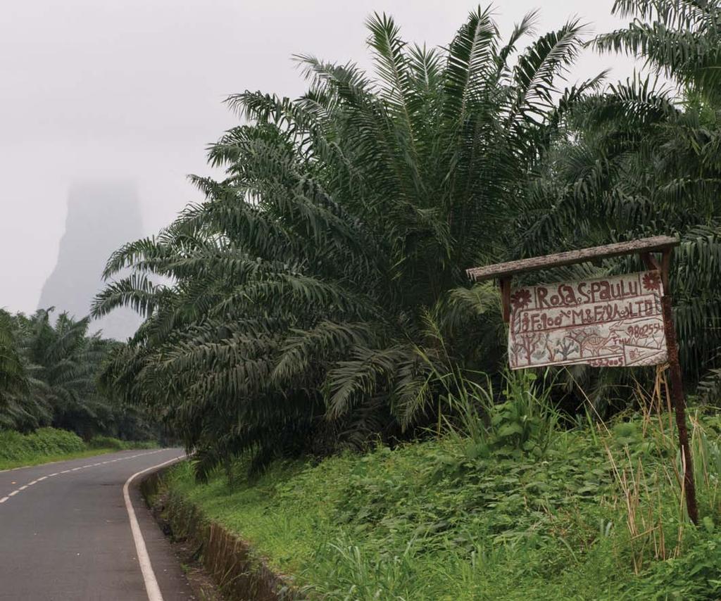 na wyspie szczytu Pico Cão Grande Uma plantação