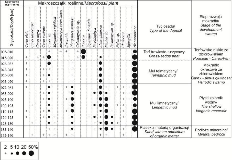 Daniel Okupny i in. Rys. 6. Skład botaniczny osadów w profilu Kopytkowo (rdzeń Kp-1) Kopytkowo swamp. Botanical composition of deposits from Kp-1 core elata i Carex rostrata.