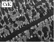 Microstructure and elemental maps for layer made of EuTroLoy 16012, as clad (SEM, EDAX) Po procesach