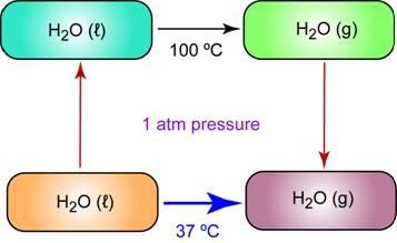Rysunek poniżej przedstawia dwie drogi przejścia z fazy ciekłej do fazy gazowej. H2O (ℓ) to H2O (g) przy1 atm i temp 37 C. jedna to bezpośrednie odparowanie w 37 C.
