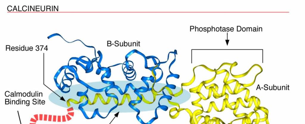 Kalcyneuryna extremely sensitive to protease digestion: a disordered