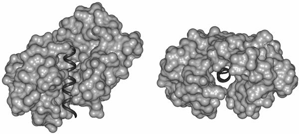 ..the existence and commonness of proteins with intrinsic disorder