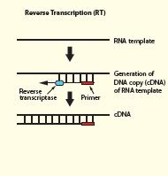 Przykład: Zastosowanie PCR w diagnostyce zakażeń HCV Materiał genetyczny wirusa: RNA Metoda: ReverseTranscription-PCR (RT-PCR) Test: jakościowy czułość od 10-50 IU/ml HCV RNA wykrywalny w surowicy