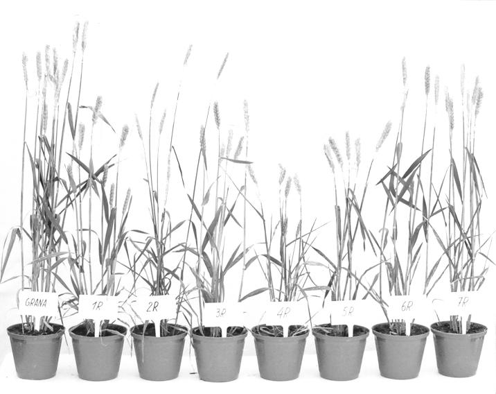 Rys. 1. Od lewej: pszenica Grana, linie addycyjne: 1R, 2R, 3R, 4R, 5R, 6R, 7R, 3RS, 6RL i linia substytucyjna 1B/1R Fig. 1. From the left: wheat cv.
