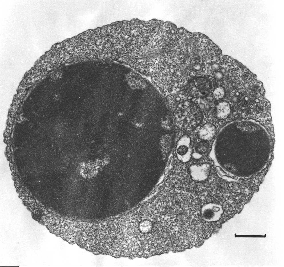 Komórka biologiczna 500 nm Zakład Ultrastruktury Komórki Instytut