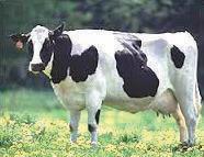 zwierząt gospodarskich; rozpoznaje rasy zwierząt gospodarskich. Przykładowe zadanie 4. Przedstawiona na zdjęciu krowa należy do typu użytkowego A. mleczno-mięsnego. B. mięsno-mlecznego. C. mlecznego.