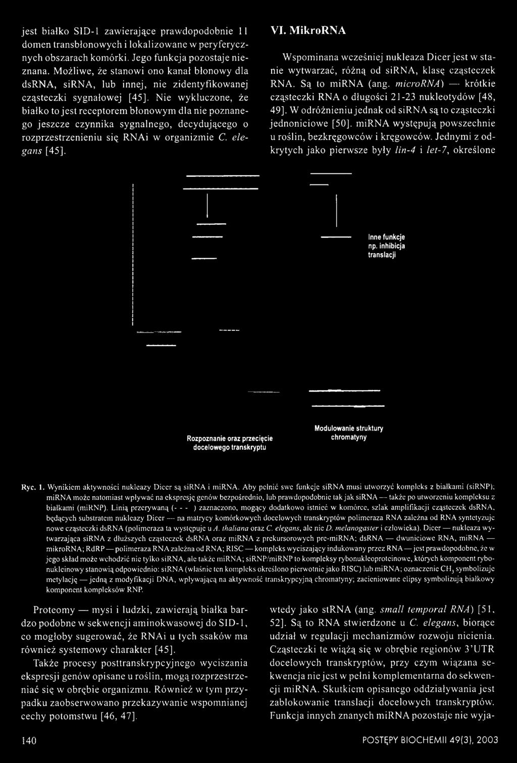 Nie wykluczone, że białko to jest receptorem błonowym dla nie poznanego jeszcze czynnika sygnalnego, decydującego o rozprzestrzenieniu się RNAi w organizmie C. elegans [45]. VI.