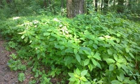 Niecierpek drobnokwiatowy Impatiens parviflora (5%) rozprzestrzenia się głównie w