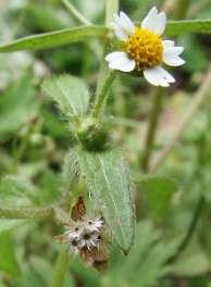 Żółtlica owłosiona (Galinsoga ciliata). Uciążliwy chwast polny.