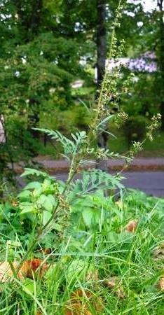 Erechtites wytupuje w naturalnych i antropogenicznych lukach i