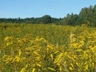 Ponad 31% pokrycia miały kolejne północno-amerykańskie gatunki Nawłoć późna Solidago gigantea i Nawłoć kanadyjska Solidago canadensis Występuje na