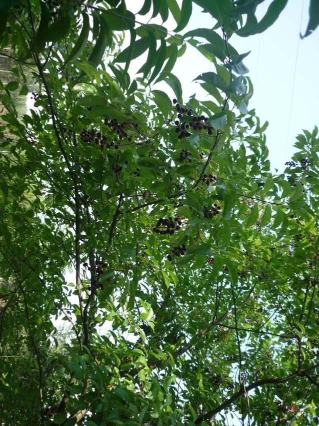 Krzewy RPN w kolejności malejącej liczebności (wg monitoringu na stałych pow. kołowych) 1. kruszyna pospolita (Frangula alnus) 2. leszczyna pospolita (Corylus avellana) 3.