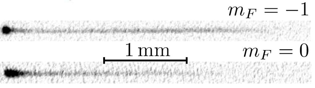 zwiększenie gradientu pola magnetycznego 0 18 Gs/cm cewek H L lub H R do osiągnięcia progu transfer atomów do falowodu przez zwiększanie gradientu pola 18 22 Gs/cm przez 200 ms (efekt Zeemana I lub