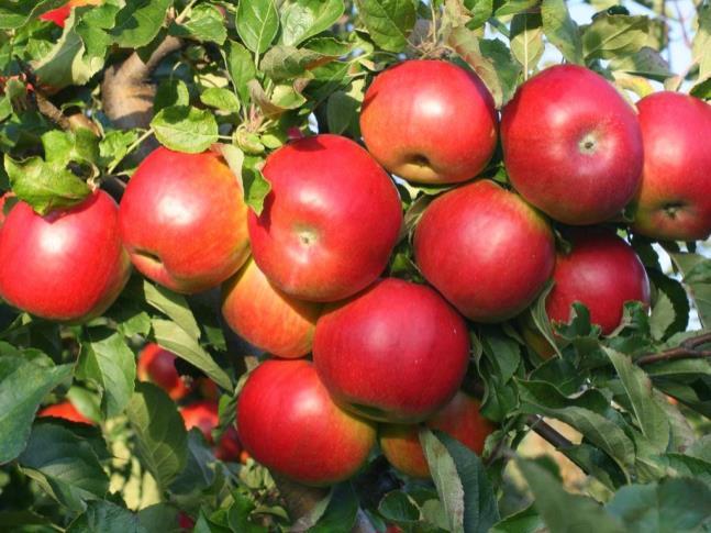 Wpływ zawartości związków chemicznych ma spektrum odbicia jabłek.