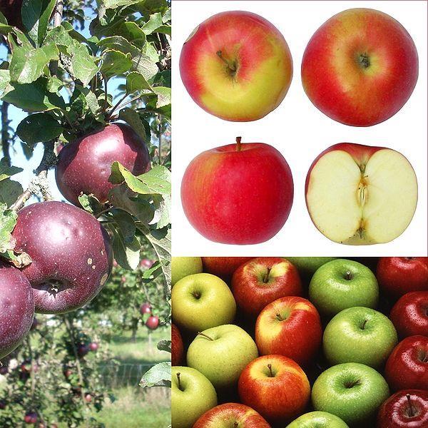 Spektrum odbicia jabłek w zależności od zawartości związków chemicznych. Wpływ zawartości chlorofilu i antocyjanów na spektrum odbicia światła przez powierzchnię jabłek.