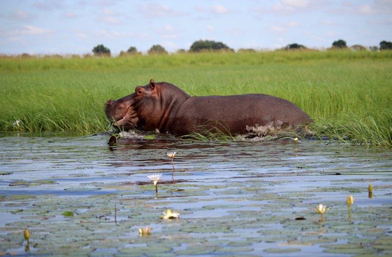 PROJEKT BOTSWANA 2018 TERMIN: 26.08 09.09.2018 r.