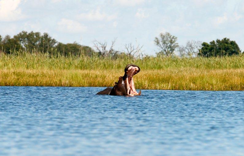 Po południu popłyniemy w rejs po rzece Zambezi, trwający do zachodu słońca. Dziś zobaczymy pierwsze afrykańskie słonie oraz hipopotamy. Rejs zakończymy uroczystą kolacją na statku.