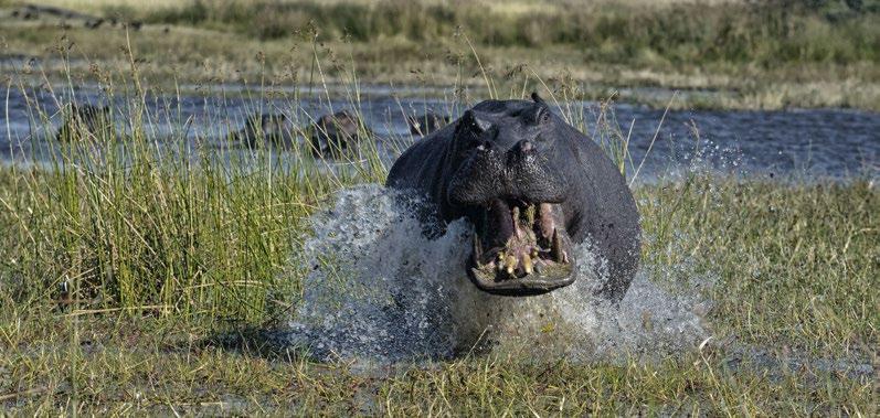 Chobe National Park DZIEŃ 6 CHOBE NATIONAL PARK PRZEJAZD PRZEZ MEKKĘ SŁONI W PARKU NARODOWYM CHOBE Pobudka wcześnie rano, gdy zwierzęta są bardzo aktywne.