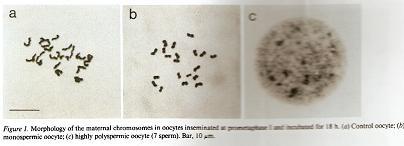 Oocyty zapłodnione w metafazie I: 9h inkubacji- ponad 90% w każdej z grup osiągnęło stadium metafazy II (Wniknięcie plemników nie opóźnia