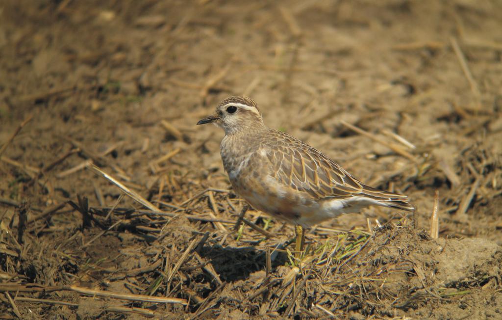 Adult Dotterel recorded in the end of August 2014 at the fields in Kamieniec (Silesian Voivodeship) Fot. 3.