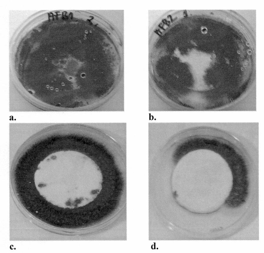 Wygląd: a krążka gipsowego, b farby emulsyjnej bez dodatku Nanobentu, w wyniku działania grzyba pleśniowego Aspergillus niger na pożywce pełnowartościowej Photo 2.