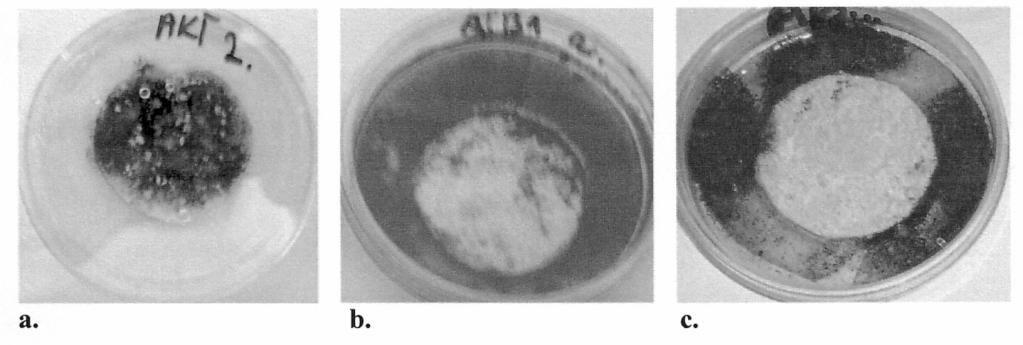 The influence of bentonites modified with quaternary ammonium salts on biocidal properties... 73 case only small areas infected with mould fungus Aspergillus niger occurred.