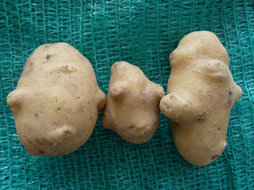 ) Straty w produkcji ziemniaków wynikające ze znacznych ilości fizjologicznych defektów bulw sprawiły, że ich przyczyny stały się przedmiotem wielu prac.