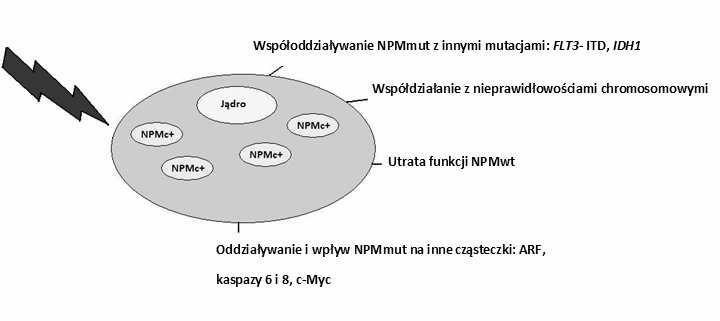 Znaczenie ekspresji nukleofosminy i jej mutacje w OBS 69 Supresor nowotworowy ARF, pozytywny regulator odpowiedzi p53 na stymulację onkogenami ściśle oddziałuje z NPM.