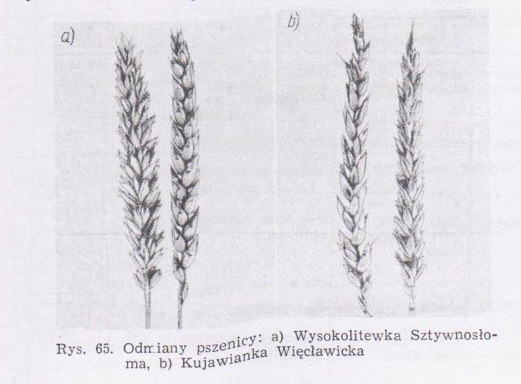 Na naszych polach występuje coraz mniejsze urozmaicenie w uprawach, (wzrost areału monokultur) a zmniejszyć różnorodność roślin i zwierząt na obszarach wiejskich.