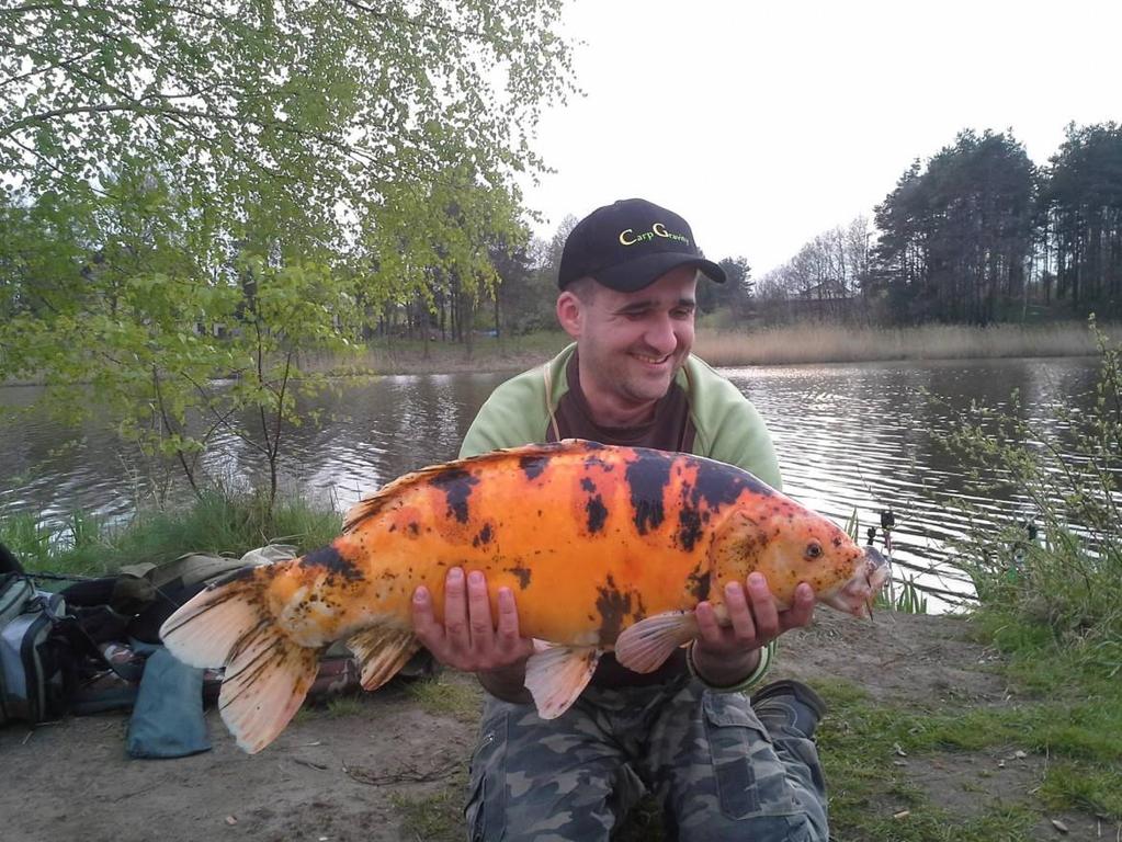 Suchedniowskie karpiowanie 2016 Pomimo dużego wypłycenia, rybostan suchedniowskiego zbiornika utrzymuje się na dobrym poziomie.