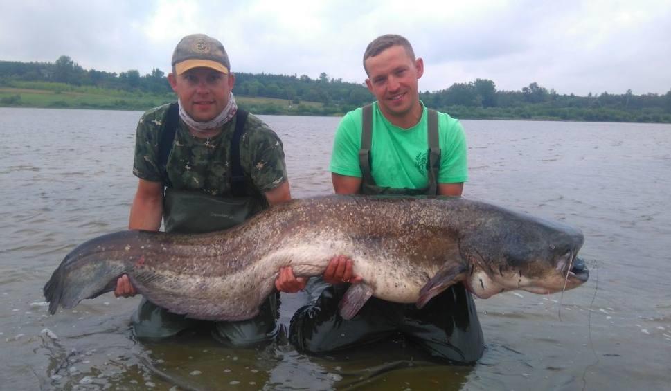 Olbrzymi sum złowiony przez suchedniowskich wędkarzy Znani suchedniowscy wędkarze, Tomasz Miernik (z lewej) i Krzysztof Rózga tegoroczne sumowanie rozpoczęli tradycyjnie wyprawą na Wisłę.