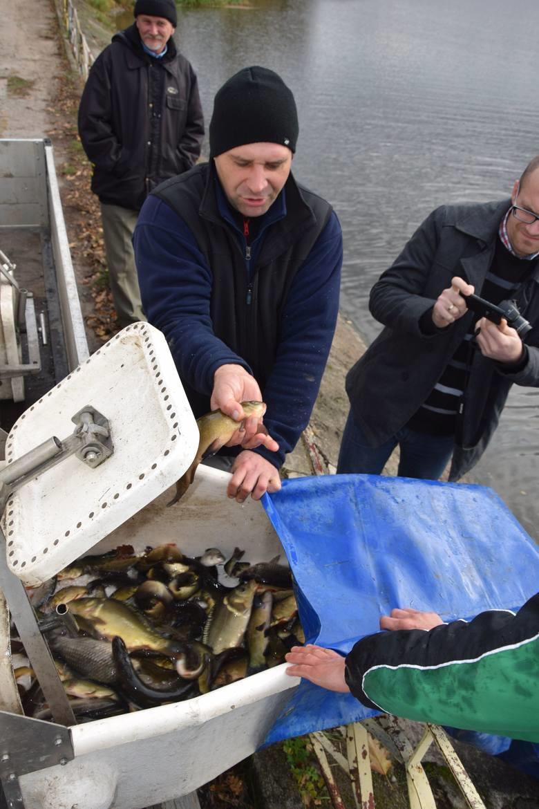 W ramach jesiennych akcji zarybieniowych, prowadzonych przez kielecki okręg Polskiego Związku Wędkarskiego do zbiorników i rzek wpuszczono ryby w różnorodnym składzie gatunkowym.