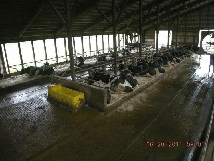 Badania zespołu Fregonesiego (2007) potwierdzają negatywny wpływ nadmiernego stłoczenia krów na chęć ich położenia się po zajęciu stanowiska.