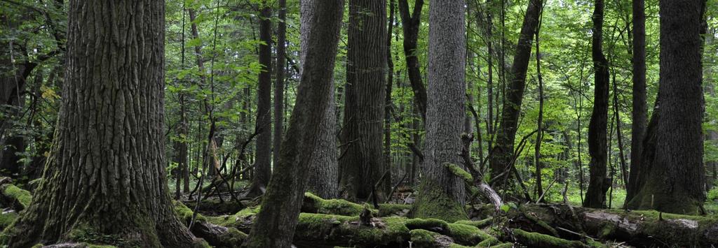 Przyrodnicza wyjątkowość Puszczy Najbliższy naturalnego las nizinny w Europie (Wesołowski