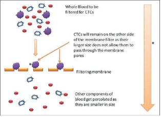 membranach ISET różnice w wielkości komórek mikrofiltracja